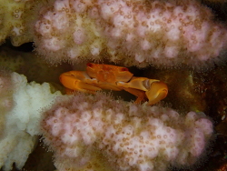 Trapezia bidentata,Dahab, EG-JS, EG 2026