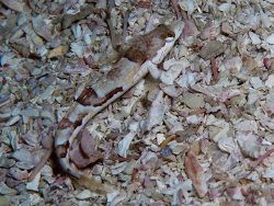 Pavoclinus smalei thumbnail