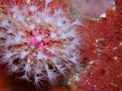 Alcyonium variabile thumbnail