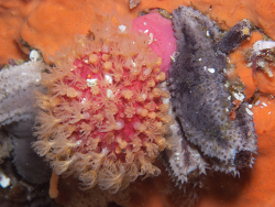 Alcyonium variabile, darke tunnel batsata maze false bay 2026 (CC-BY-SA)