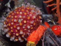 Alcyonium variabile, atlantis reef Cape Point, Cape Town, South Africa 2025 (CC-BY-SA)