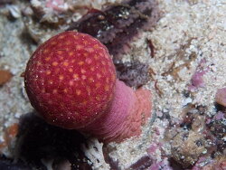 Alcyonium variabile, atlantis reef Cape Point, Cape Town, South Africa 2025 (CC-BY-SA)