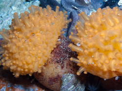 Malacacanthus capensis, atlantis reef Cape Point, Cape Town, South Africa 2026 (CC-BY-SA)