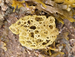 Hydroclathrus clathratus, Australia 2026