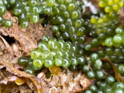 Caulerpa cactoides, Australia 2026