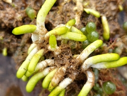 Neomeris vanbosseae thumbnail