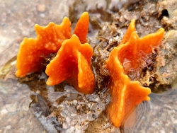 Ptilocaulis spiculifer, Australia 2026
