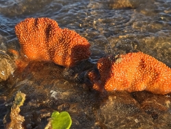 Ptilocaulis spiculifer,Port Hedland, WA, Australia 2024