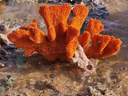 Ptilocaulis spiculifer thumbnail