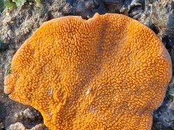 Ptilocaulis spiculifer,Port Hedland WA 6721, Australia 2024