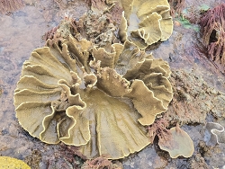 Turbinaria bifrons,Port Hedland, AU-WA, AU 2026