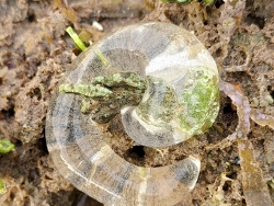 Conuber conicum thumbnail