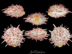 Spondylus americanus thumbnail