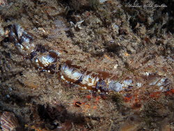 Spondylus americanus thumbnail