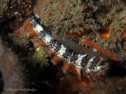 Spondylus americanus thumbnail