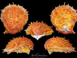 Spondylus tenuis thumbnail