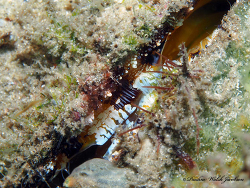 Spondylus tenuis thumbnail
