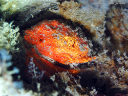 Spondylus tenuis thumbnail