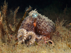 Enteroctopus dofleini thumbnail