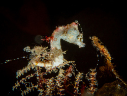 Hippocampus colemani thumbnail