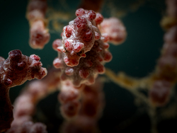 Hippocampus bargibanti thumbnail