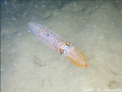 Alloteuthis media thumbnail