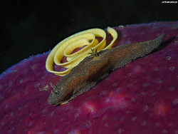 Doriprismatica stellata get out eggs, Bunaken, Sulawesi utara,Indonesia 2025