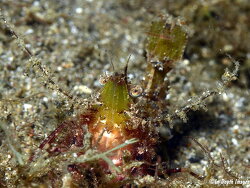 Sicyonia lancifer, 50mm, Anilao 2021