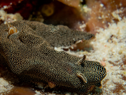 Doriprismatica stellata