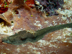 Doriprismatica stellata
