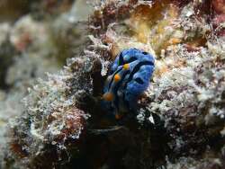 Phyllidia haegeli,Moalboal, PH-CB, PH 2026