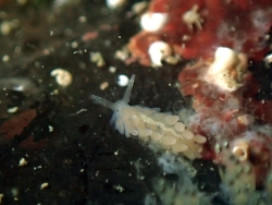 Calma gobioophaga,Finistère, Bretagne, FR 2026