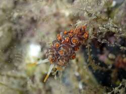 Amphorina andra thumbnail