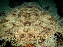 Wobbegong