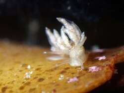 Nudibranchus scintillans thumbnail