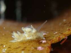 Nudibranchus scintillans thumbnail