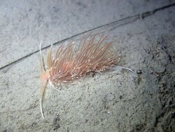 Facelina vicina,Hérault, Languedoc-Roussillon, FR 2026