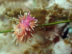Edmundsella pedata thumbnail