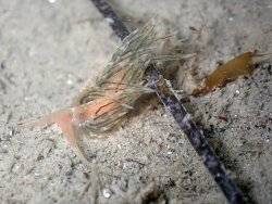 Facelina dubia thumbnail