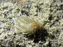 Facelina dubia thumbnail
