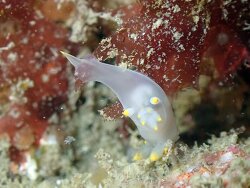 Polycera kernowensis,Finistère, Bretagne, FR 2025