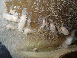 Polycera norvegica, Kornoz 2025