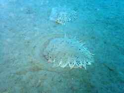 Tethys fimbria,Gard, Languedoc-Roussillon, FR 2021
