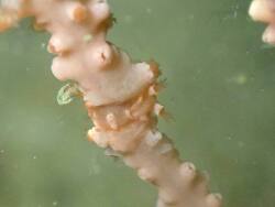 Candiella odhneri thumbnail