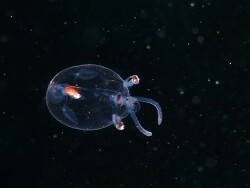 Teuthowenia pelluci thumbnail