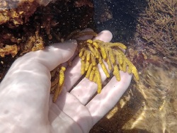 Muriceopsis sulphurea thumbnail