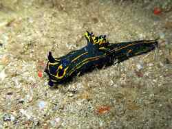 Tyrannodoris caboverdensis thumbnail
