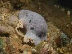 Jorunna tomentosa,34110 Frontignan, France 2021