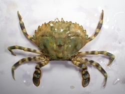 Charybdis (Charybdis) annulata thumbnail