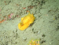 Doris adrianae thumbnail
